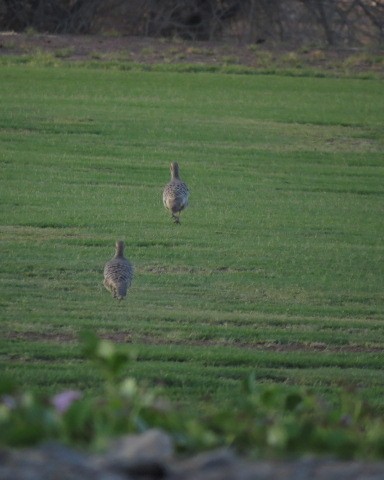Francolin gris - ML646049699