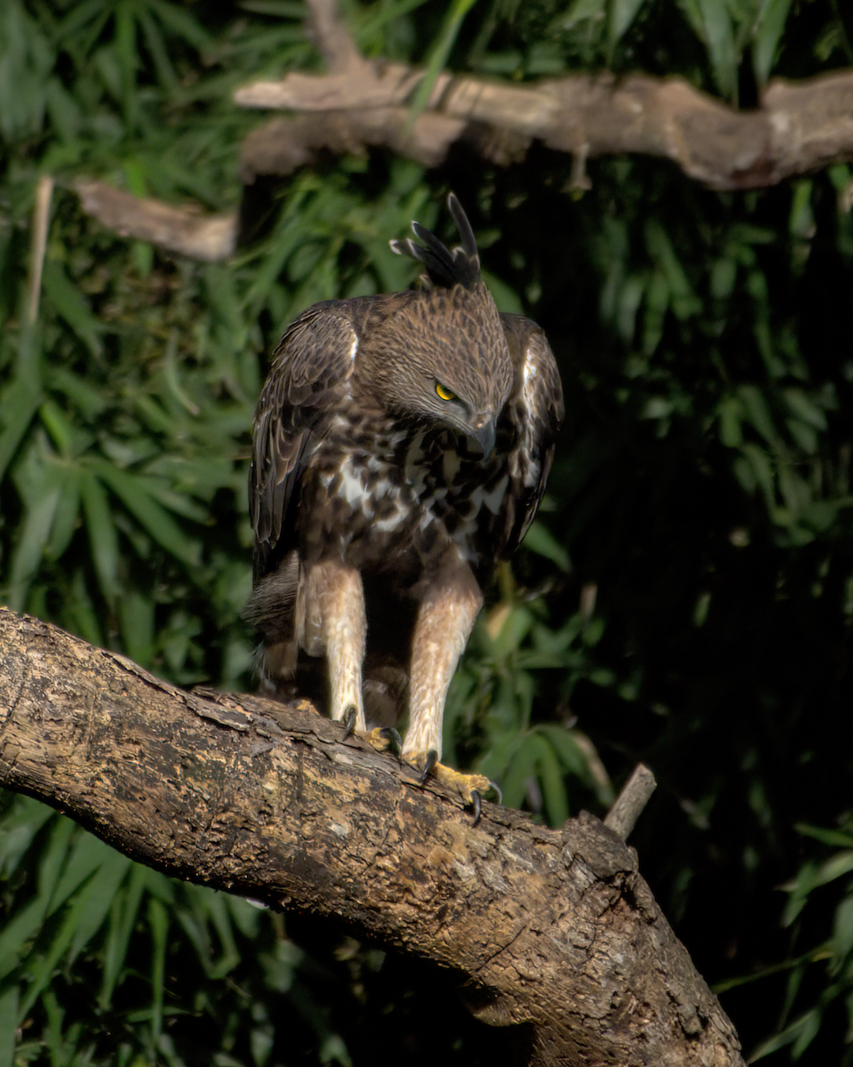 Aigle huppé - ML646049700