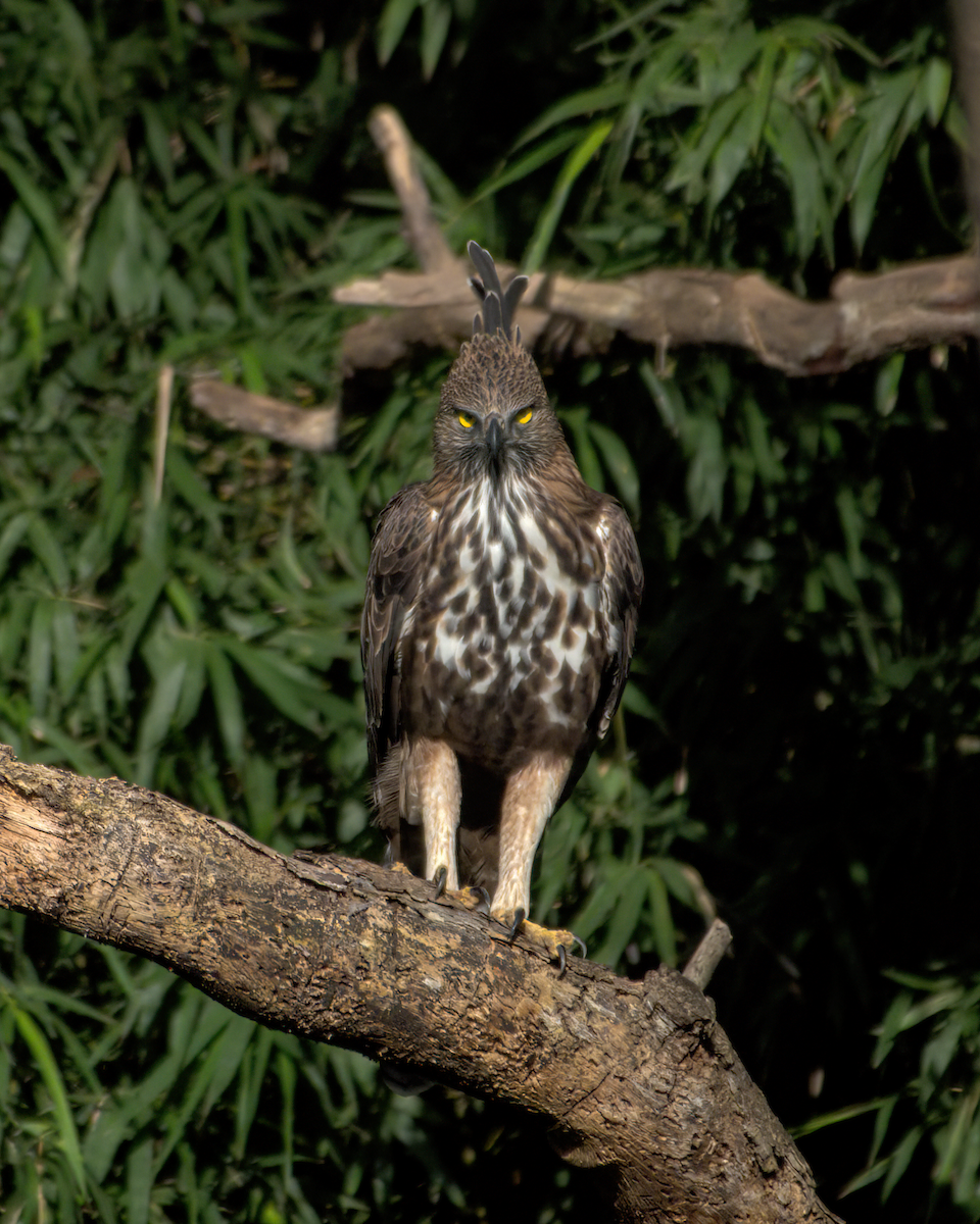 Aigle huppé - ML646049701