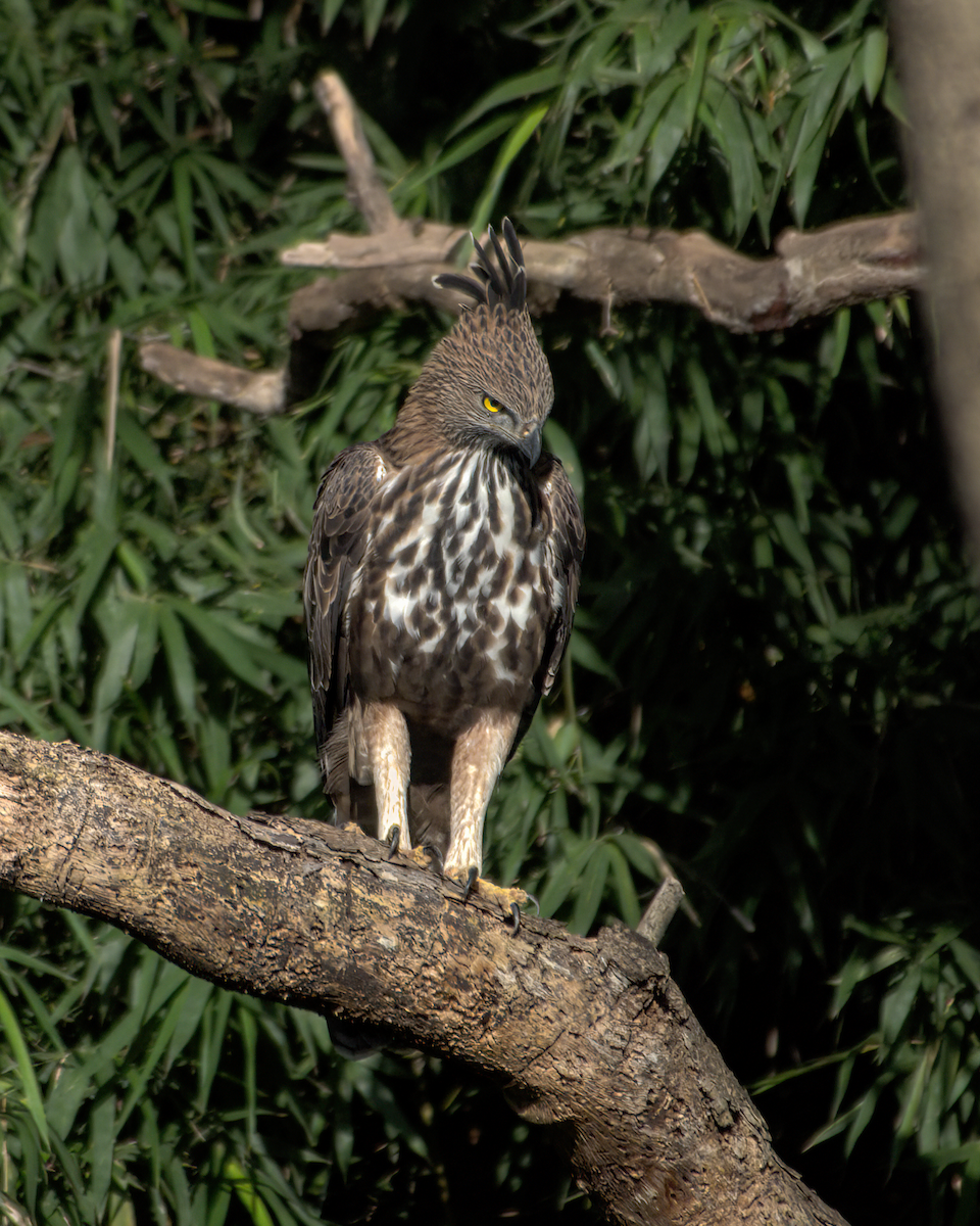 Aigle huppé - ML646049702