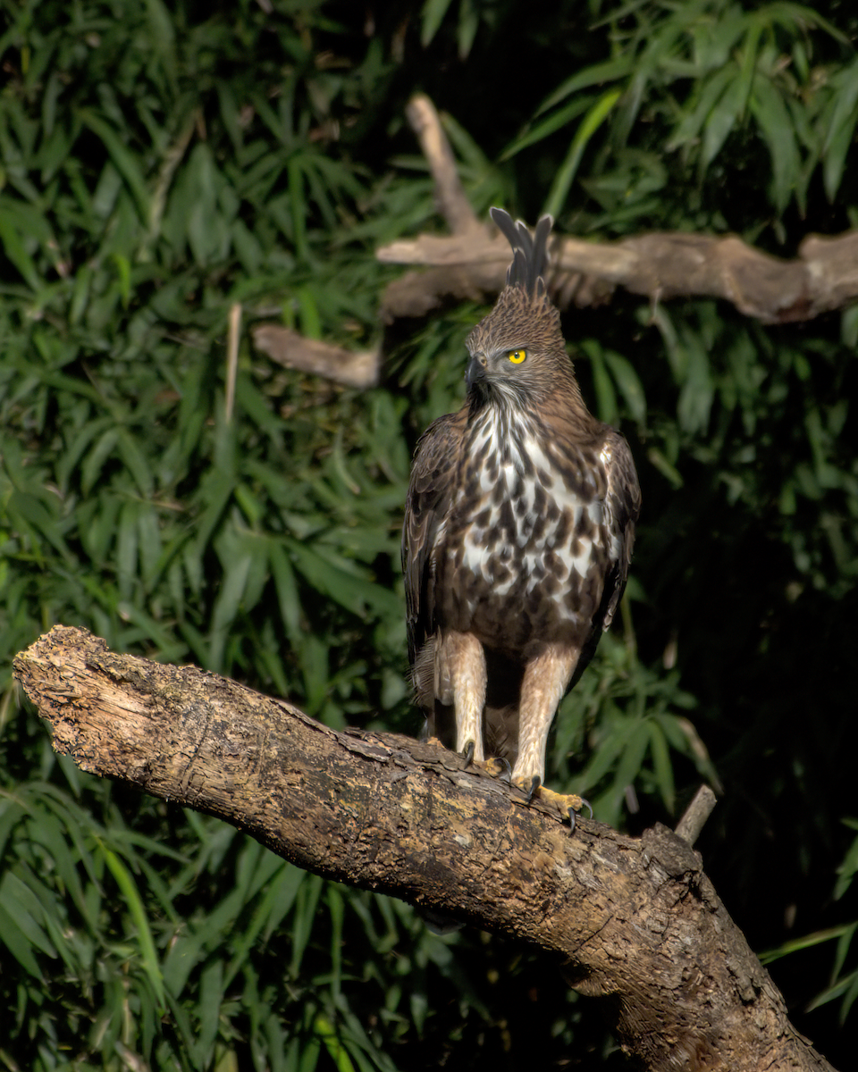 Aigle huppé - ML646049703