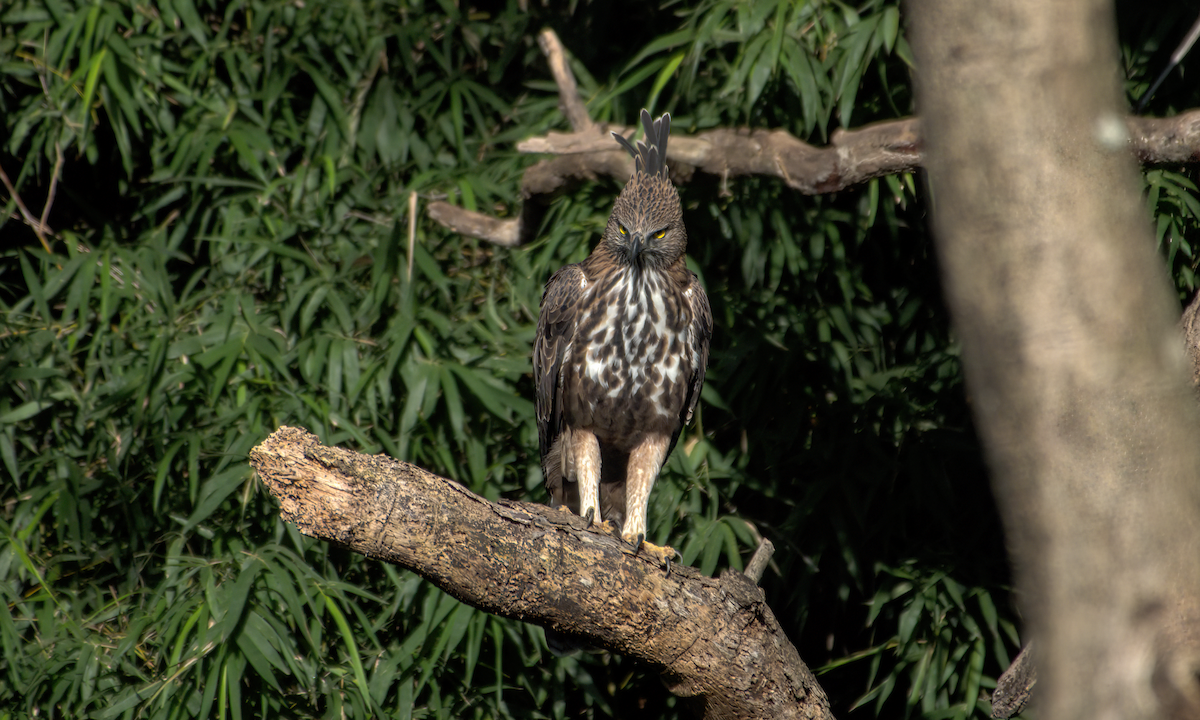 Aigle huppé - ML646049704