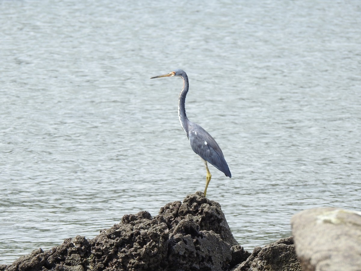 Aigrette tricolore - ML646049705