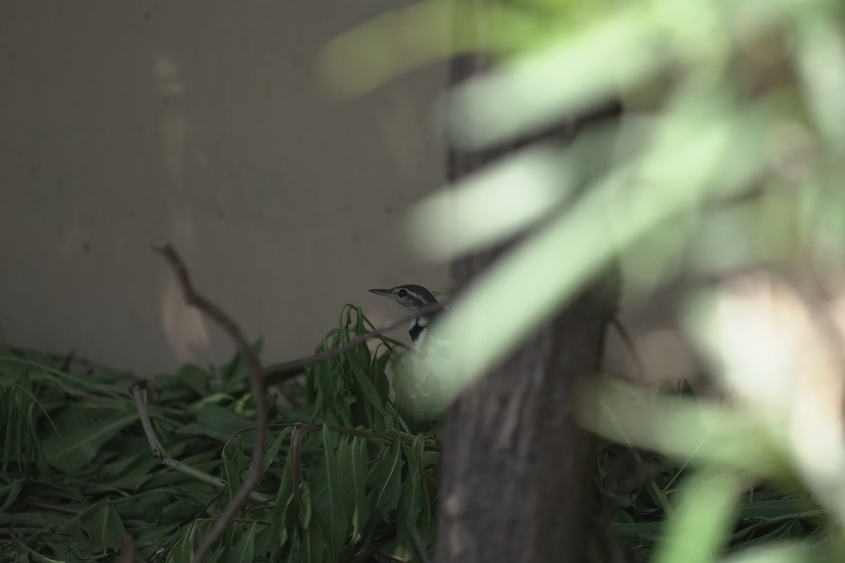 Bergeronnette de forêt - ML646049706