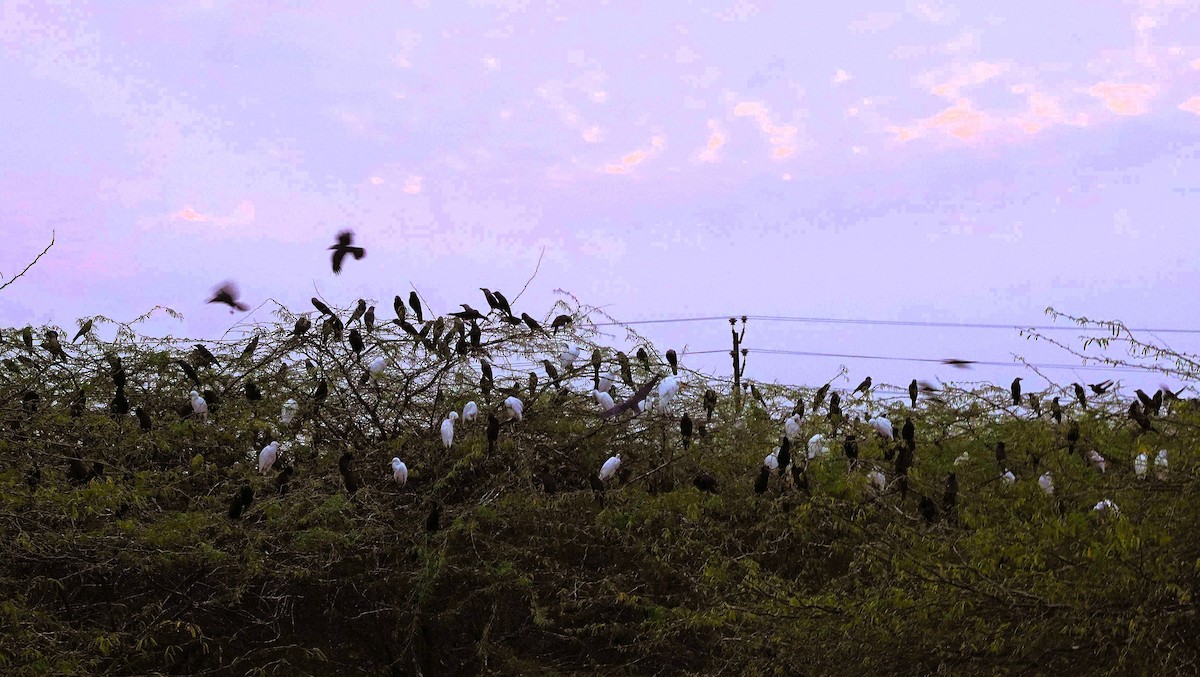 Corbeau familier - ML646049707