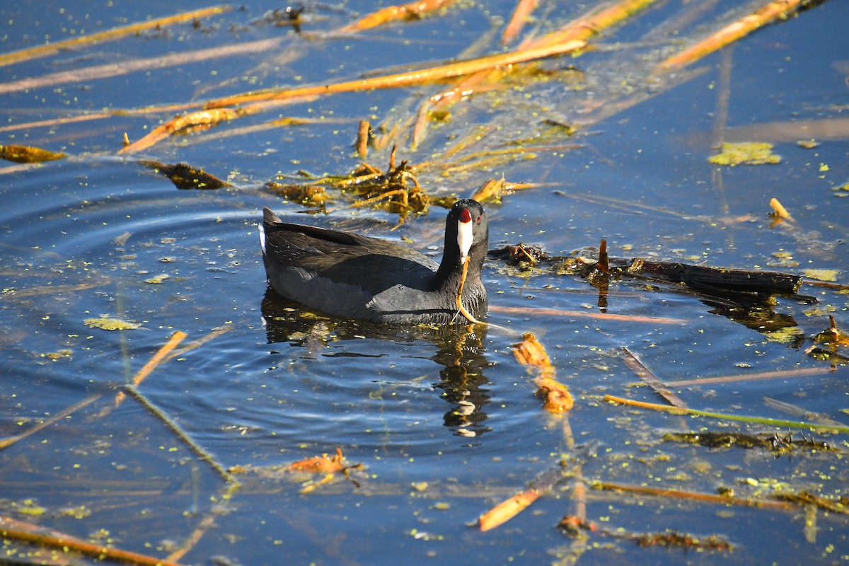 Foulque d'Amérique - ML646049708