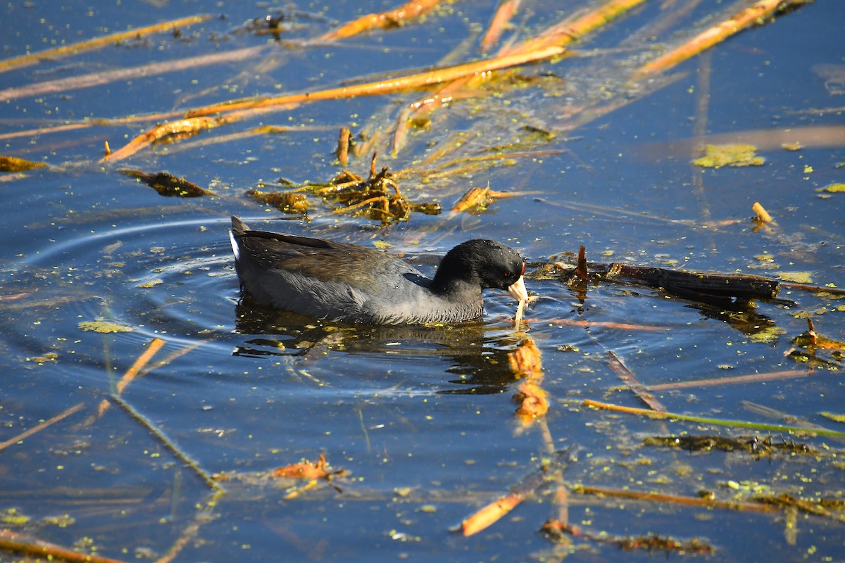 Foulque d'Amérique - ML646049709