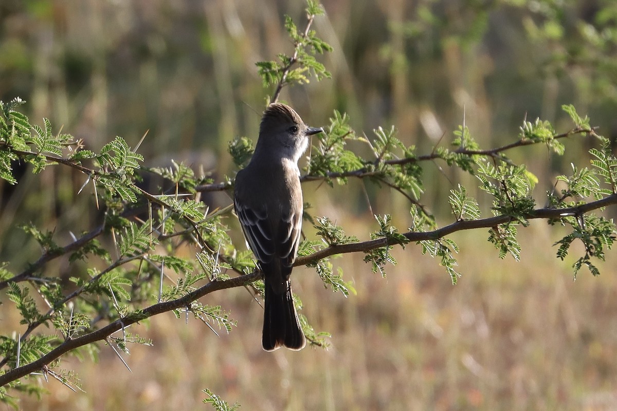 Ash-throated Flycatcher - ML646049711