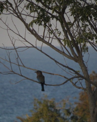 Indian Roller - ML646049712