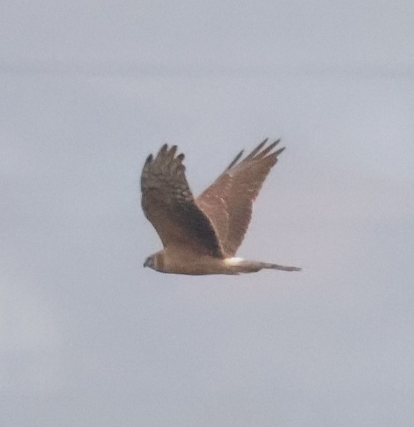 moták stepní - ML646049716