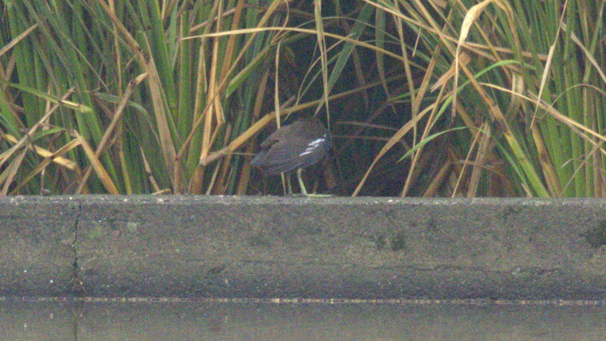 Eurasian Moorhen - ML646049724