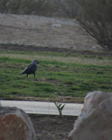 House Crow - ML646049729