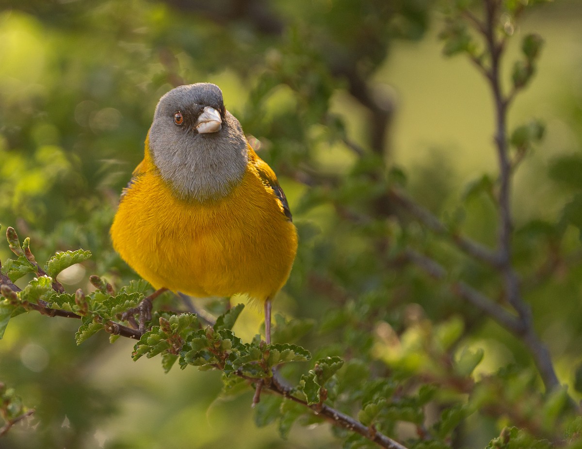 Patagonian Sierra Finch - ML646049737