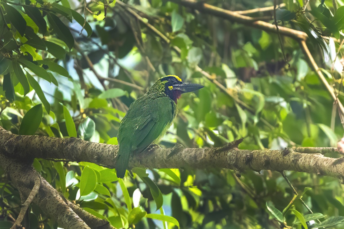 Black-banded Barbet - ML646049740