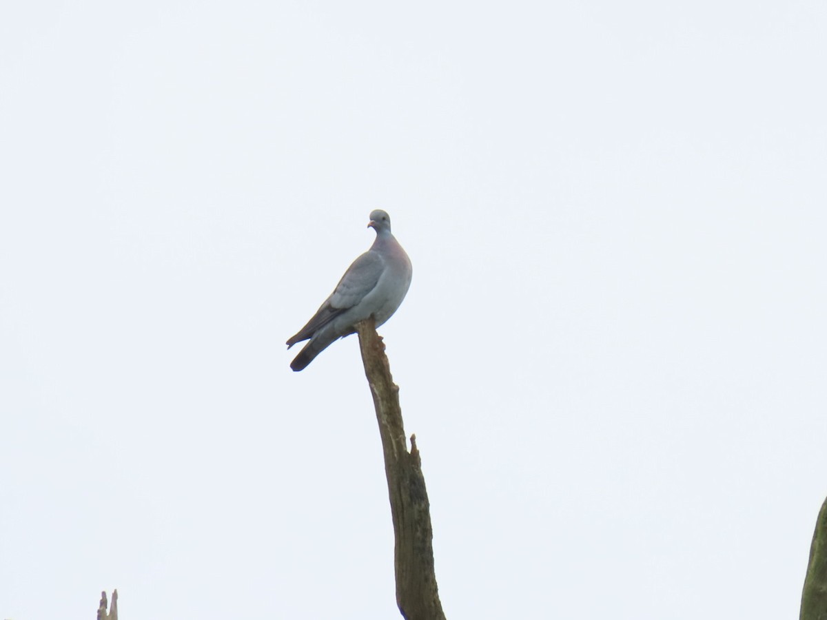 Stock Dove - ML646049743