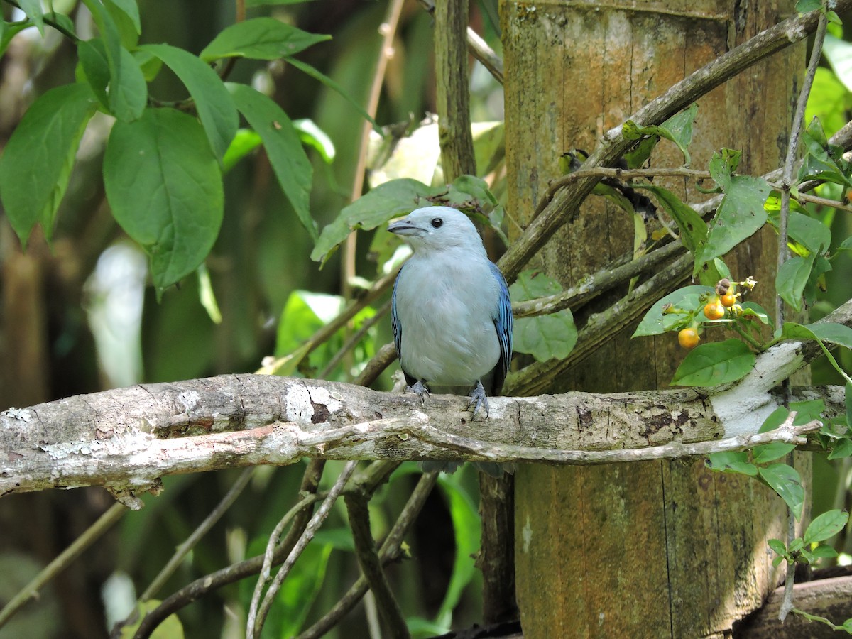 Blue-gray Tanager - ML646049746
