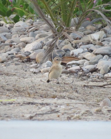 Desert Wheatear - ML646049750