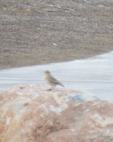 Desert Wheatear - ML646049751