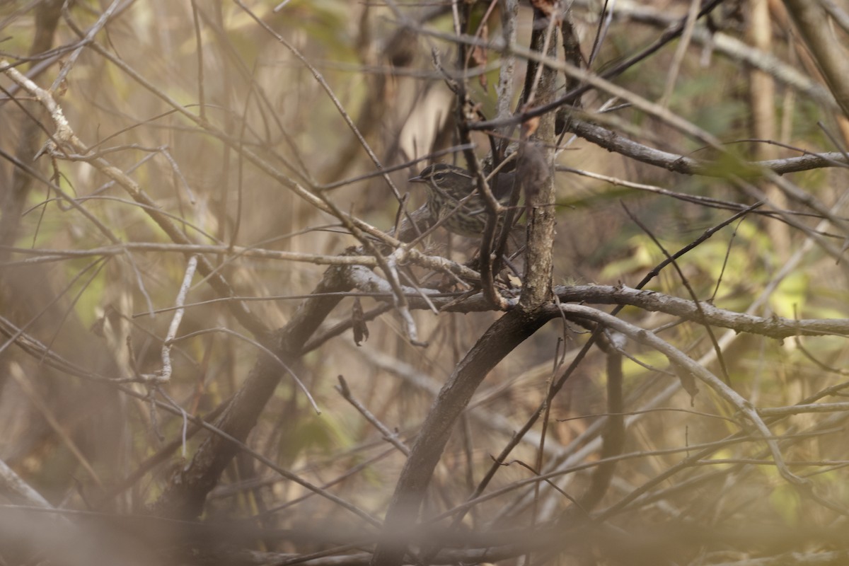 Northern Waterthrush - ML646049753