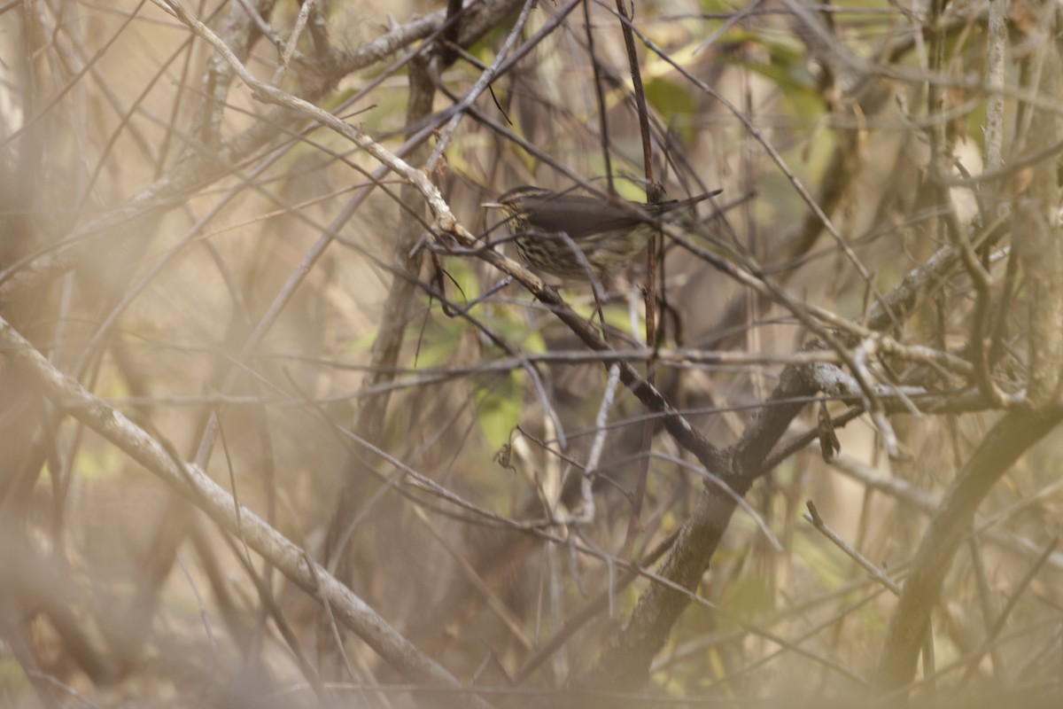 Northern Waterthrush - ML646049754