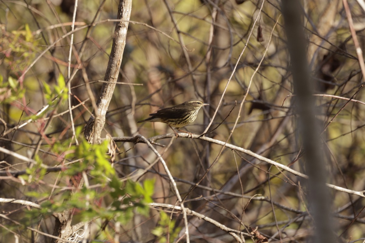 Northern Waterthrush - ML646049755