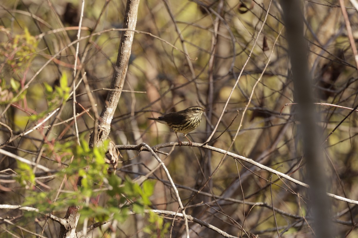 Northern Waterthrush - ML646049756