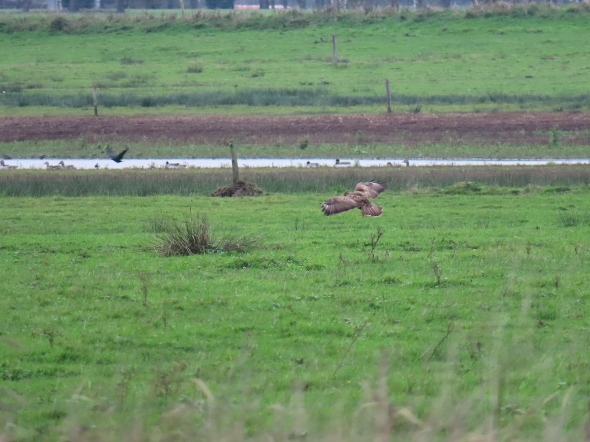 Common Buzzard - ML646049757