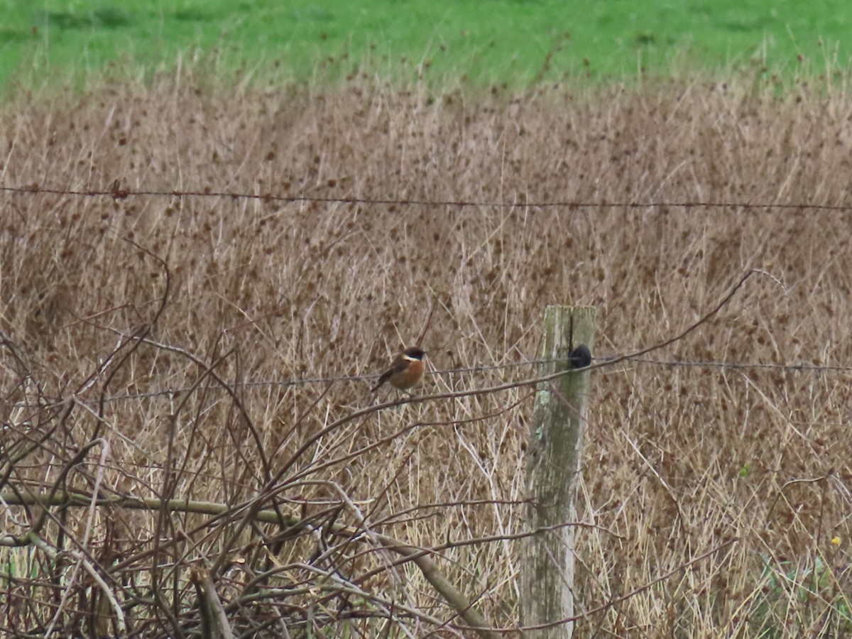 European Stonechat - ML646049764