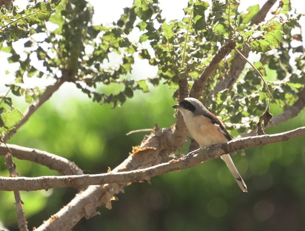 Bay-backed Shrike - ML646049765