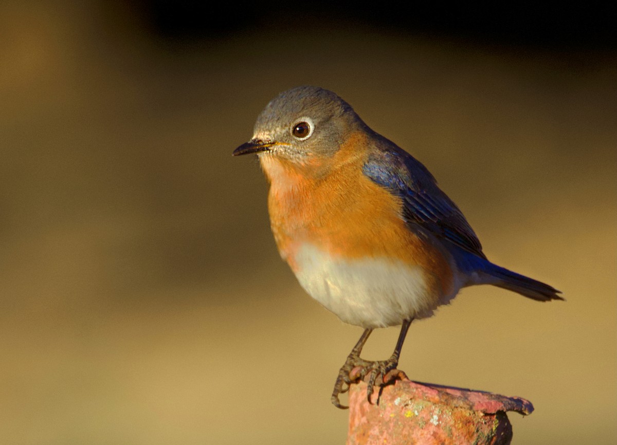 Eastern Bluebird - ML646049766