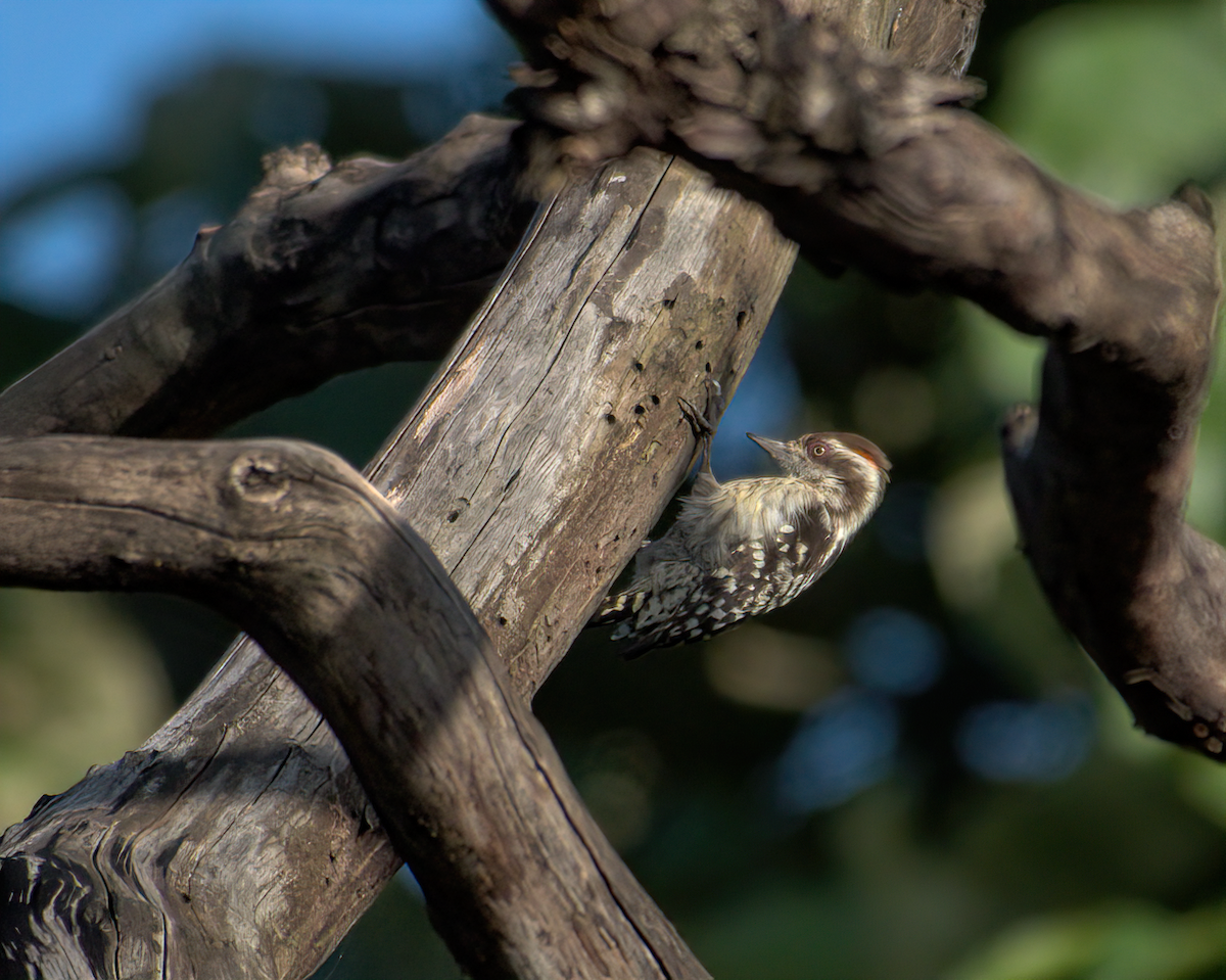 strakapoud hnědohlavý - ML646049769