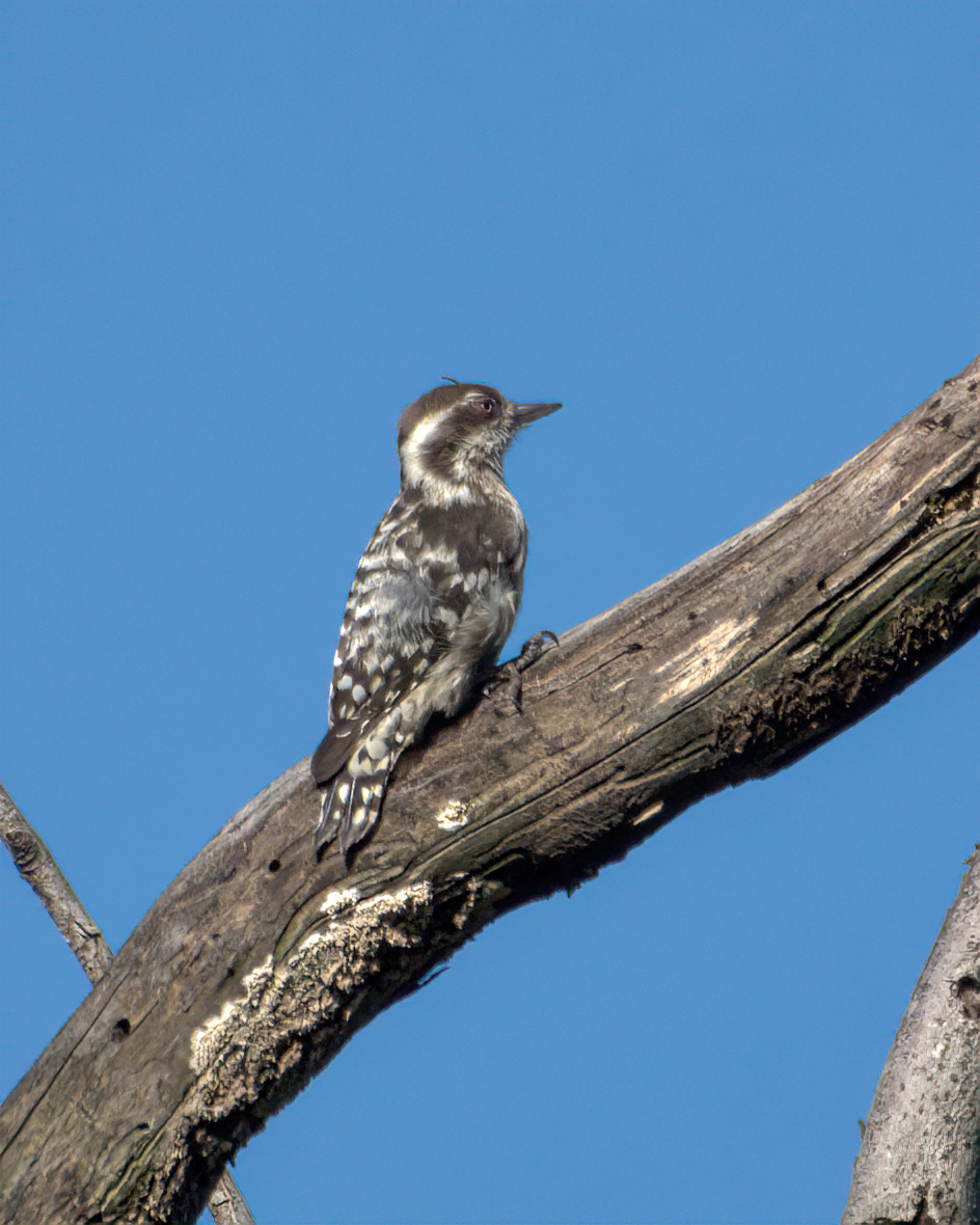 strakapoud hnědohlavý - ML646049770