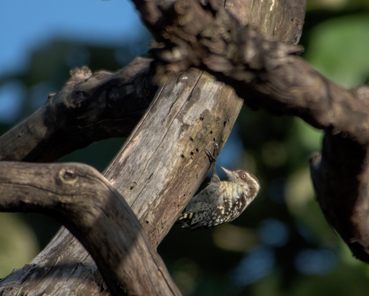 strakapoud hnědohlavý - ML646049772