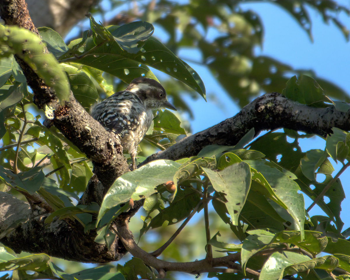 strakapoud hnědohlavý - ML646049773