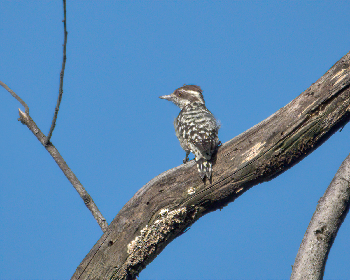 strakapoud hnědohlavý - ML646049774