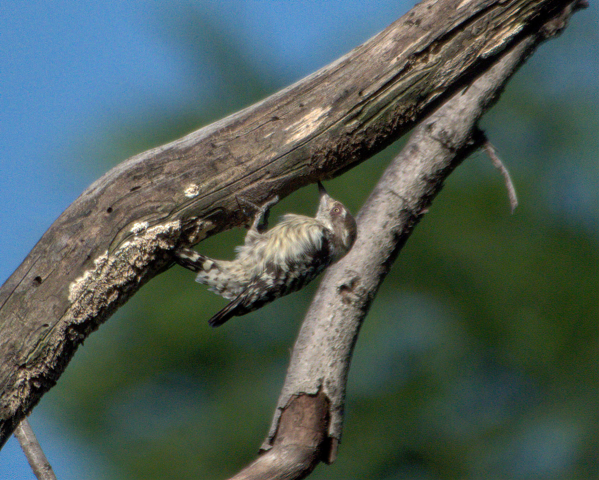 strakapoud hnědohlavý - ML646049775