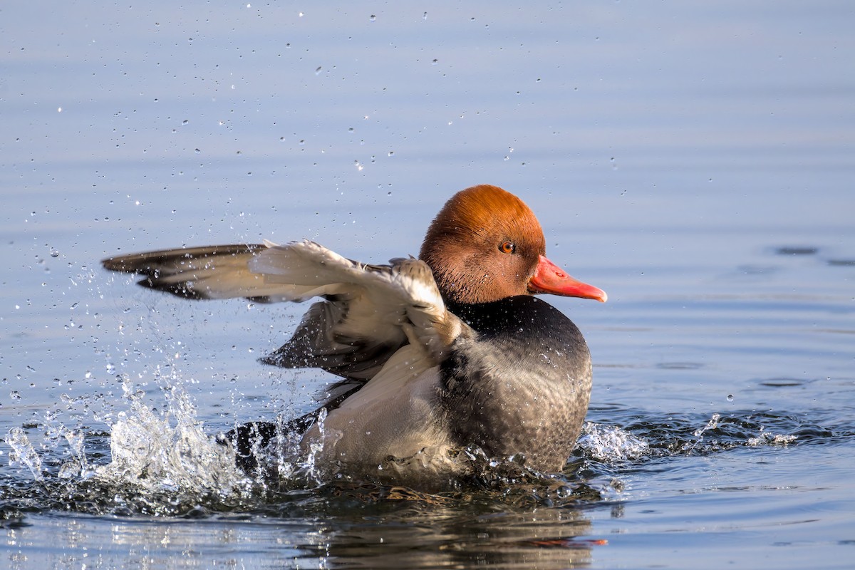 Красноносый нырок - ML646049778