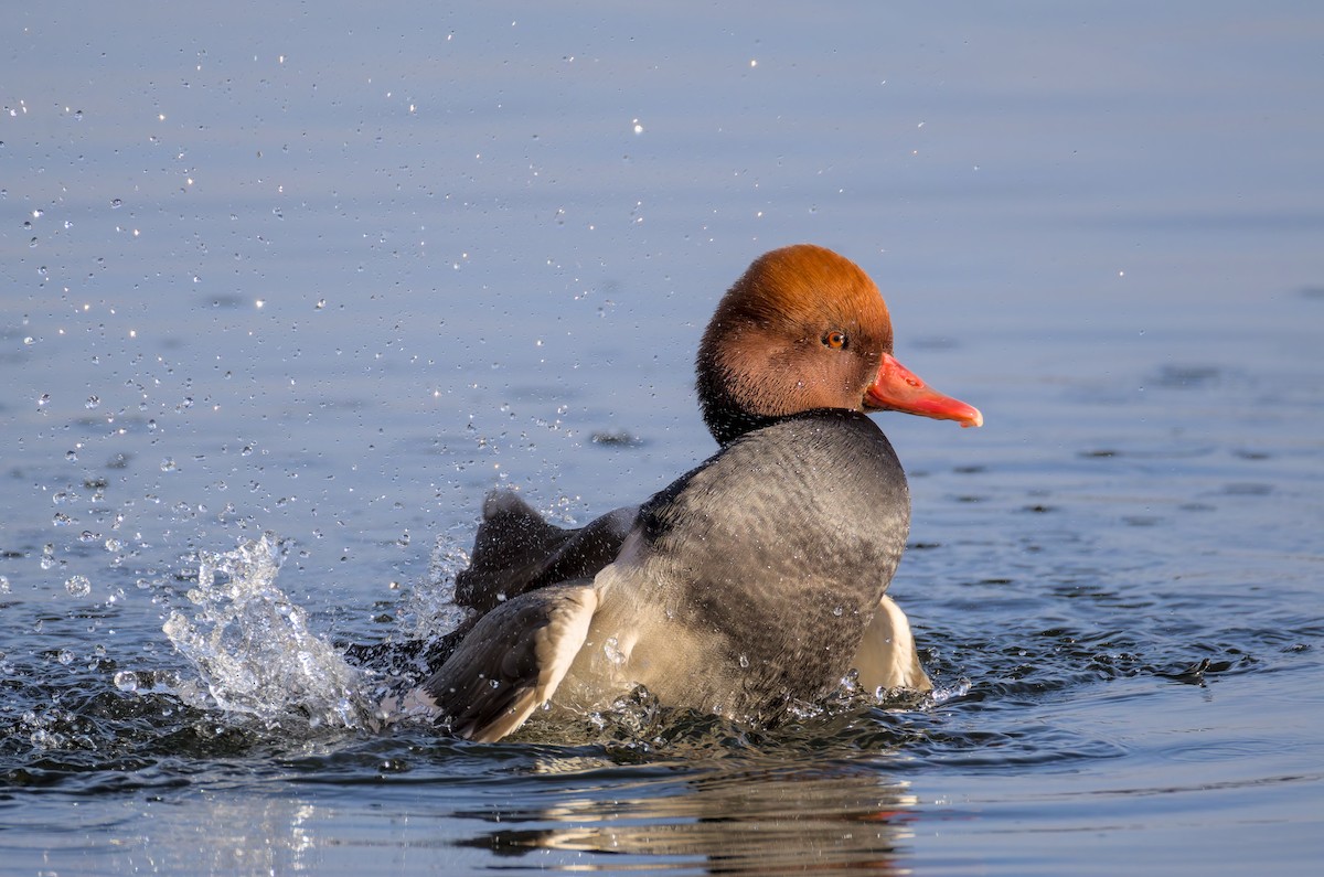 Красноносый нырок - ML646049779