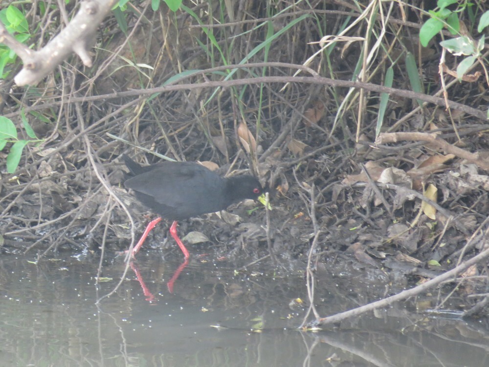 svartrikse - ML646049780