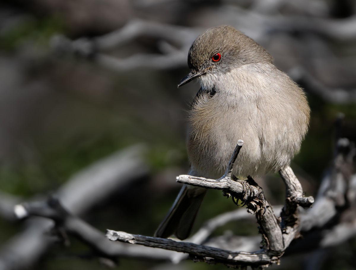 Fire-eyed Diucon - ML646049781