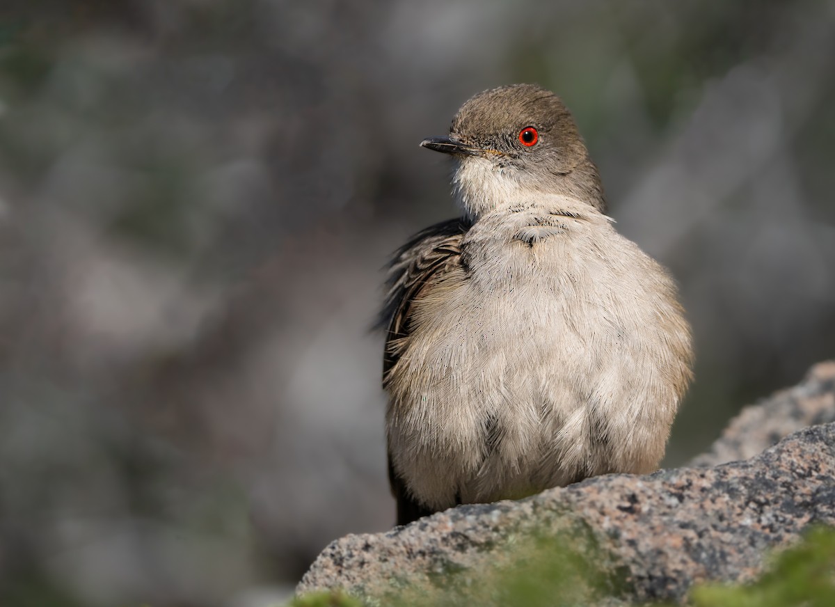 Красноглазая монашка - ML646049782