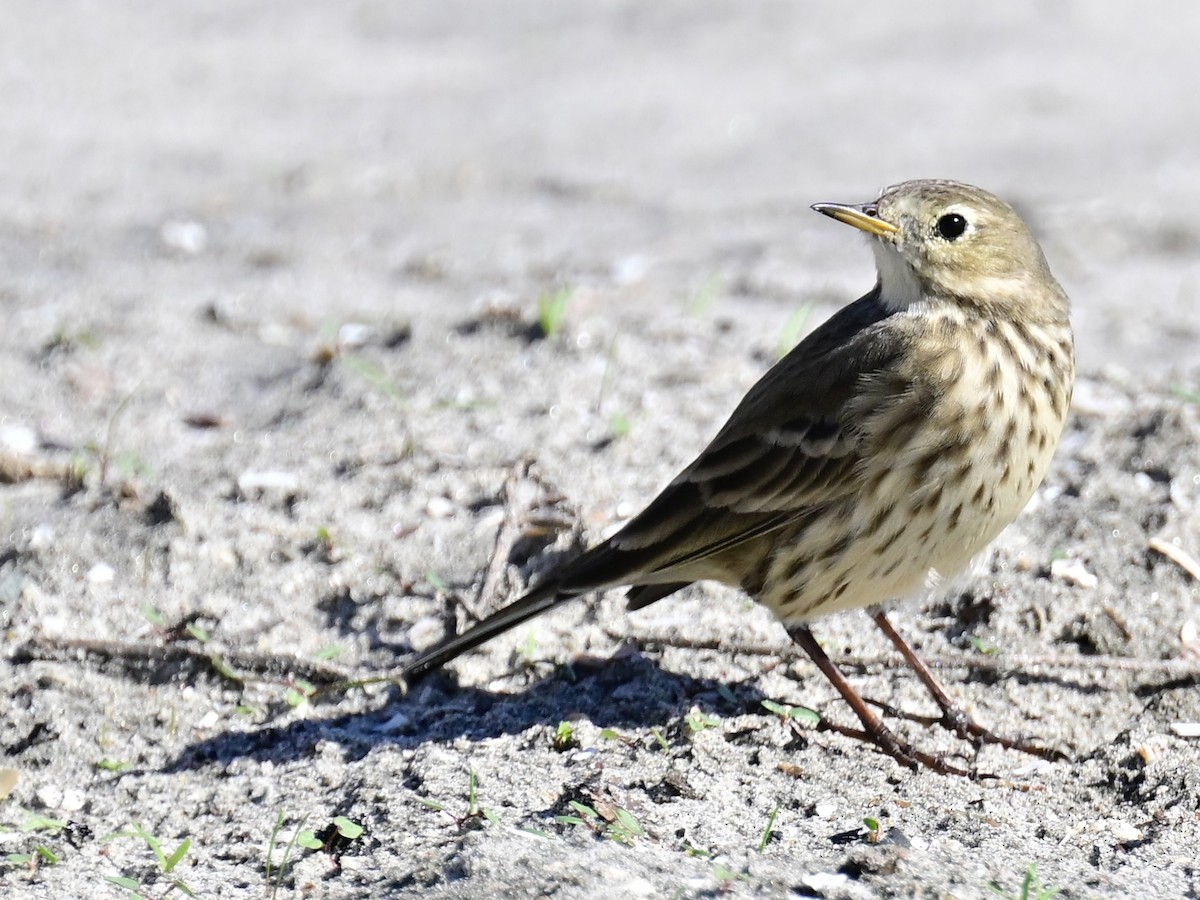 Американский конёк - ML646049785