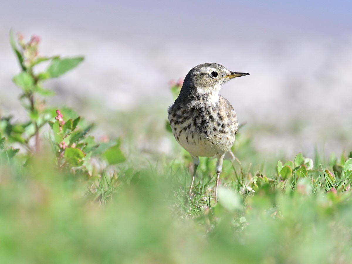 Американский конёк - ML646049787