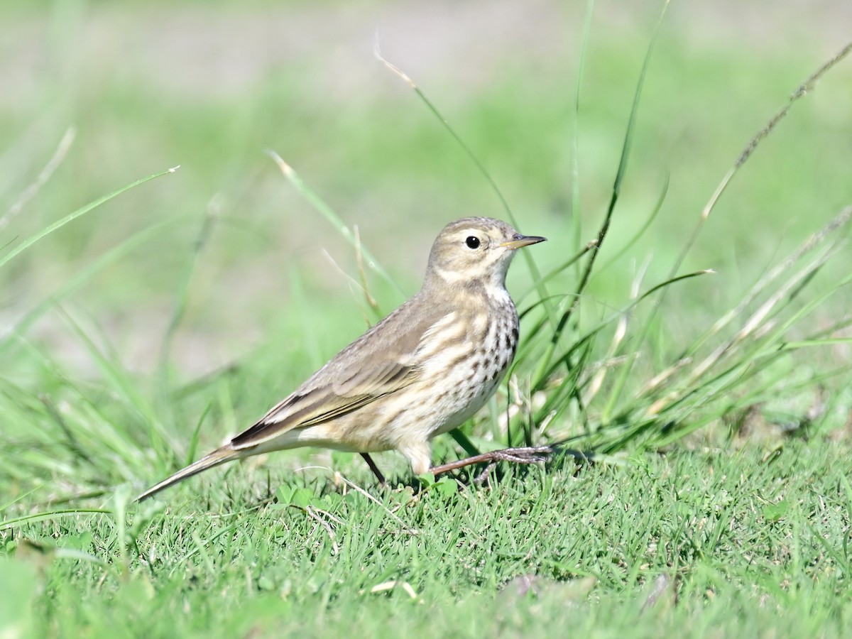 Американский конёк - ML646049788