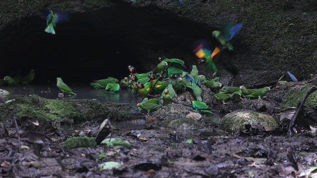 Orange-cheeked Parrot - ML646049789