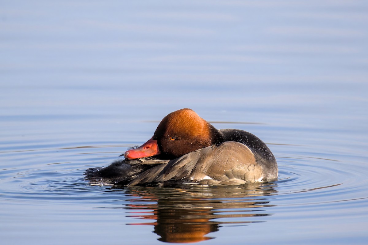 Красноносый нырок - ML646049791