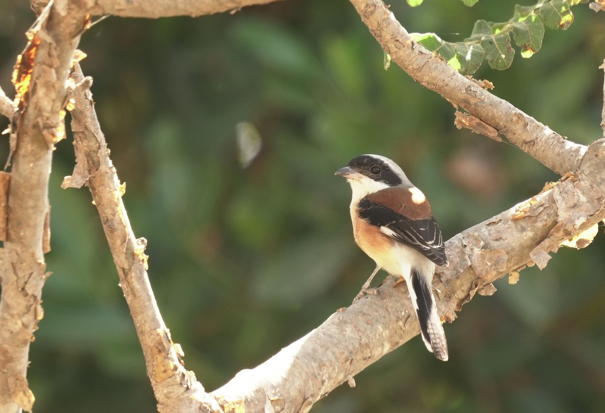 Индийский жулан - ML646049792