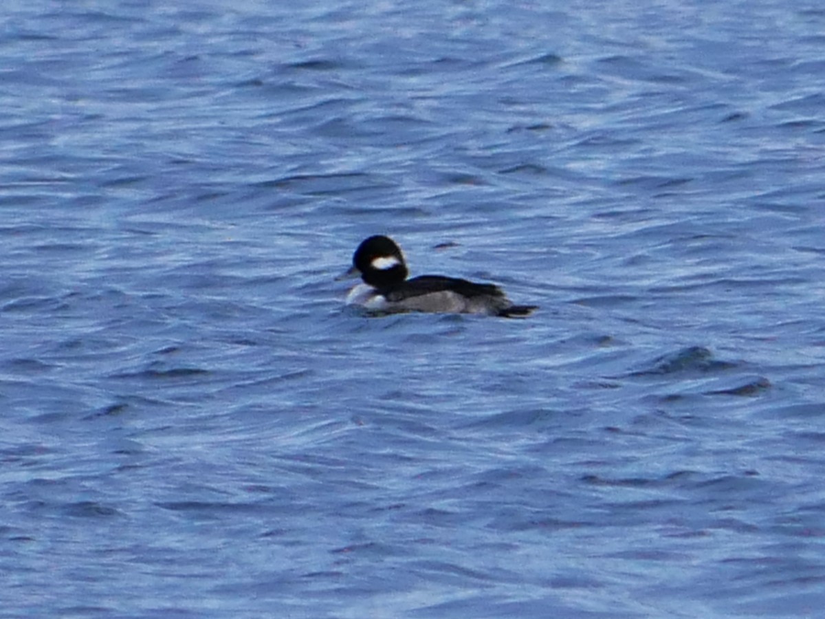 Гоголь-головастик - ML646049793