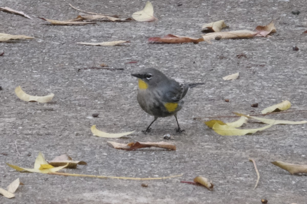 Миртовый певун - ML646049795