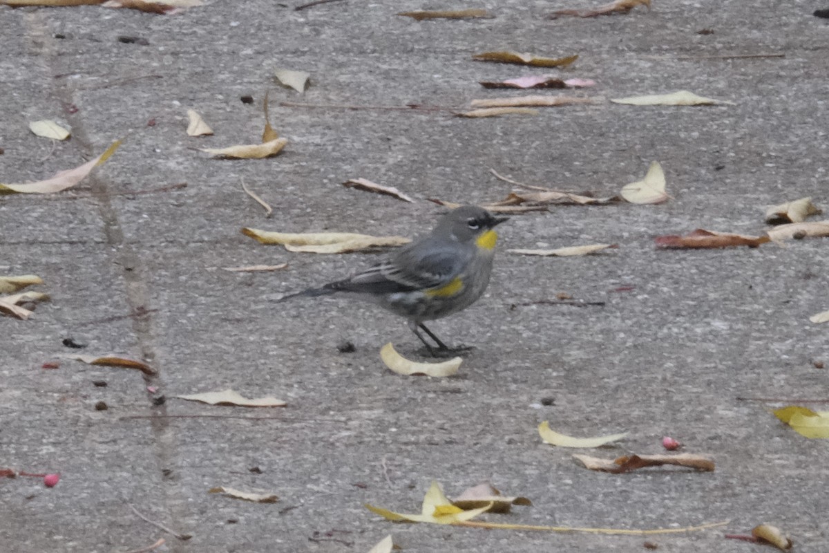 Миртовый певун - ML646049796